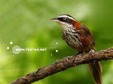 گالري عکس پرندگان